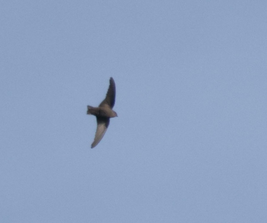 Red-throated Crag-Martin - ML633913476