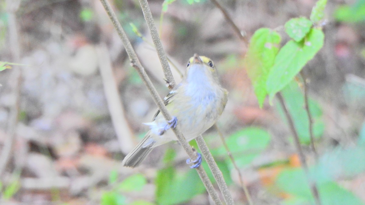 San Andres Vireo - ML633913534
