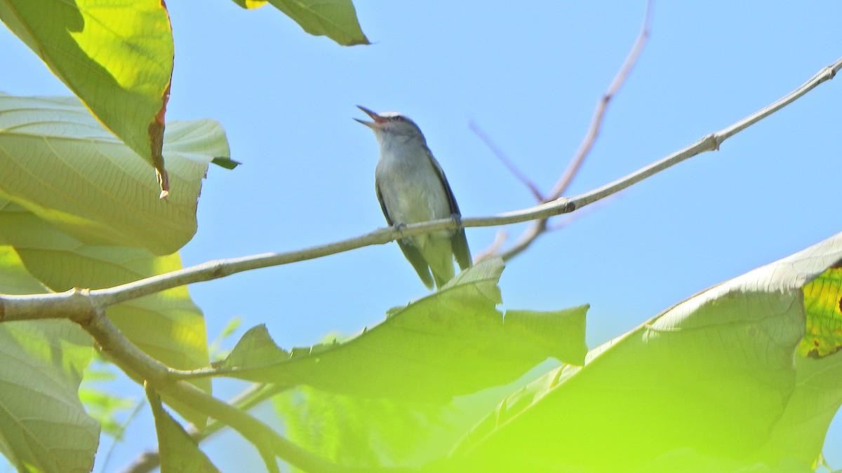 Black-whiskered Vireo - ML633913568