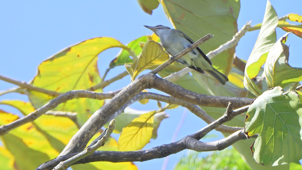 Black-whiskered Vireo - ML633913569