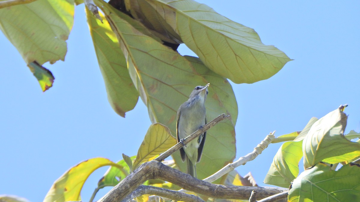 Black-whiskered Vireo - ML633913570