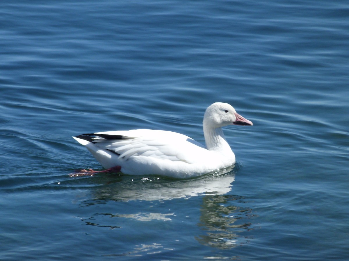 Snow Goose - ML633913582