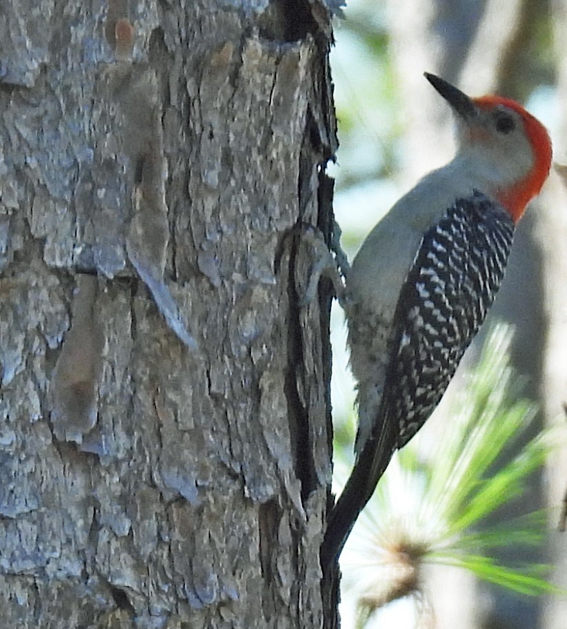 Red-bellied Woodpecker - ML633913634