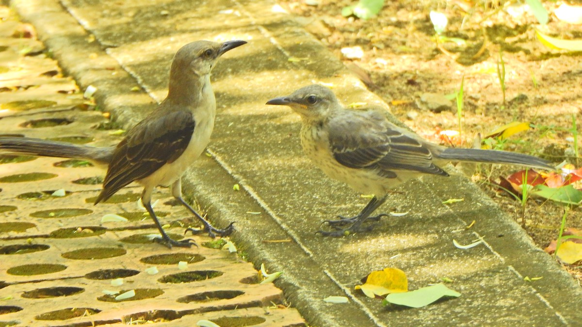 Tropical Mockingbird - ML633913706