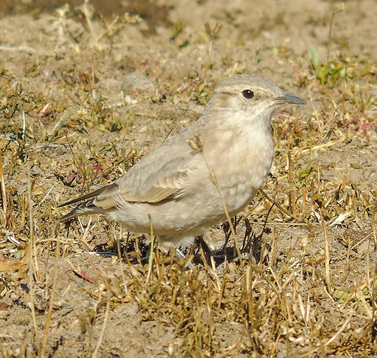 Creamy-rumped Miner - ML633913739