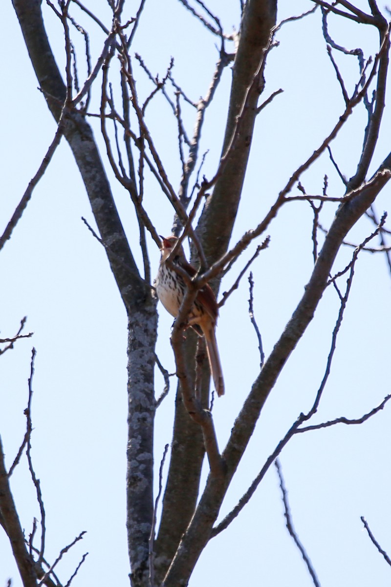 Brown Thrasher - ML633913751