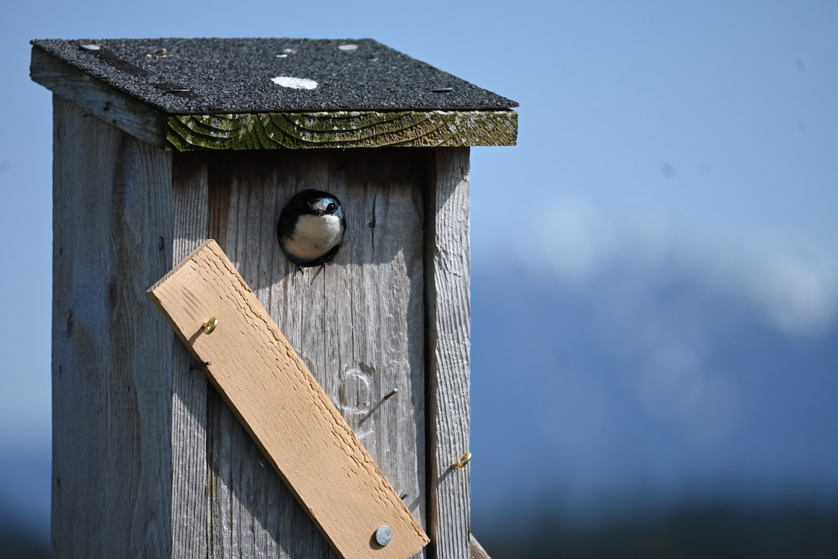 Tree Swallow - ML633913902