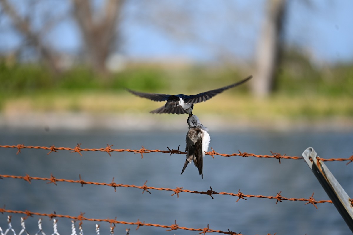Tree Swallow - ML633913904