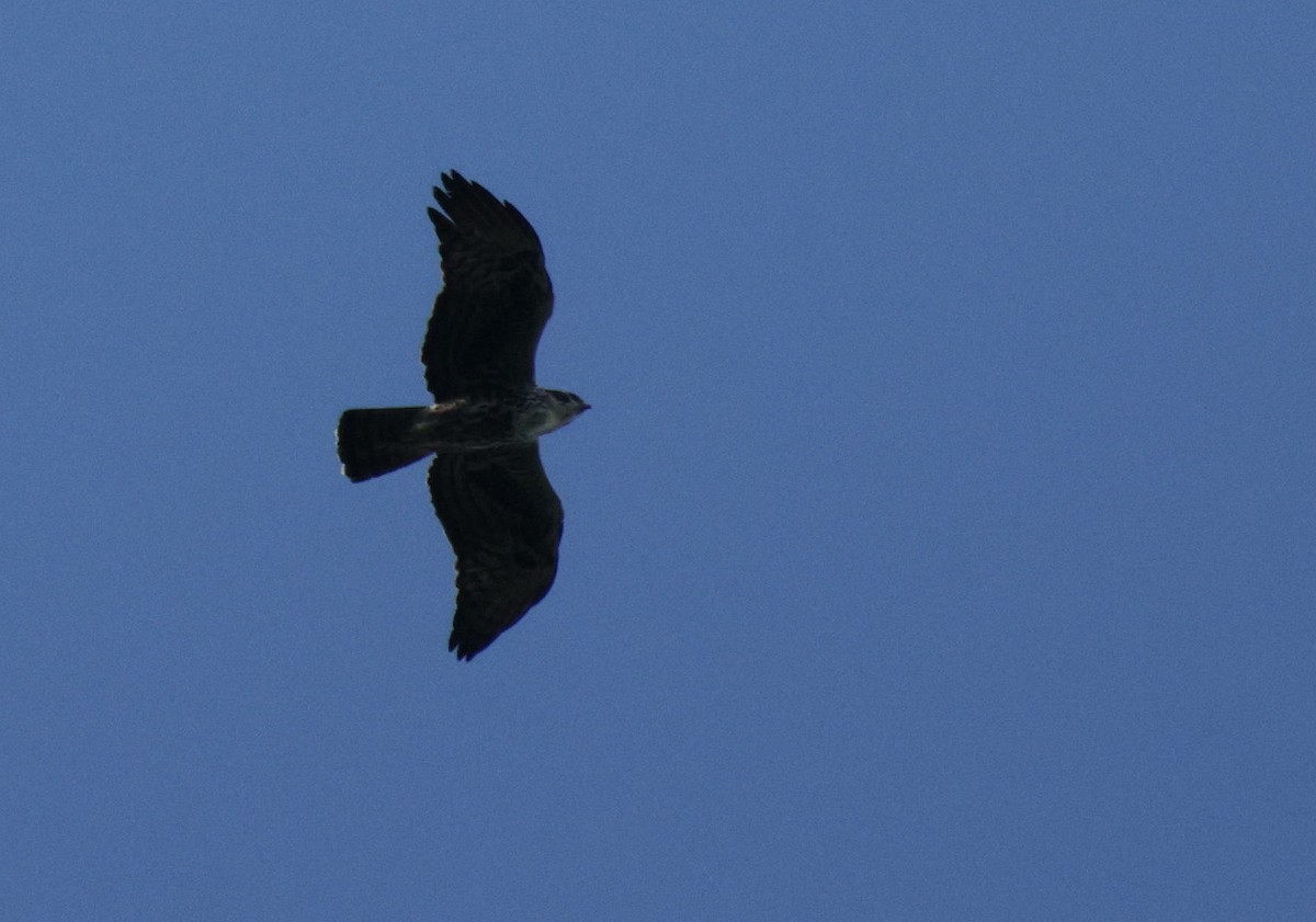 Ayres's Hawk-Eagle - ML633913935