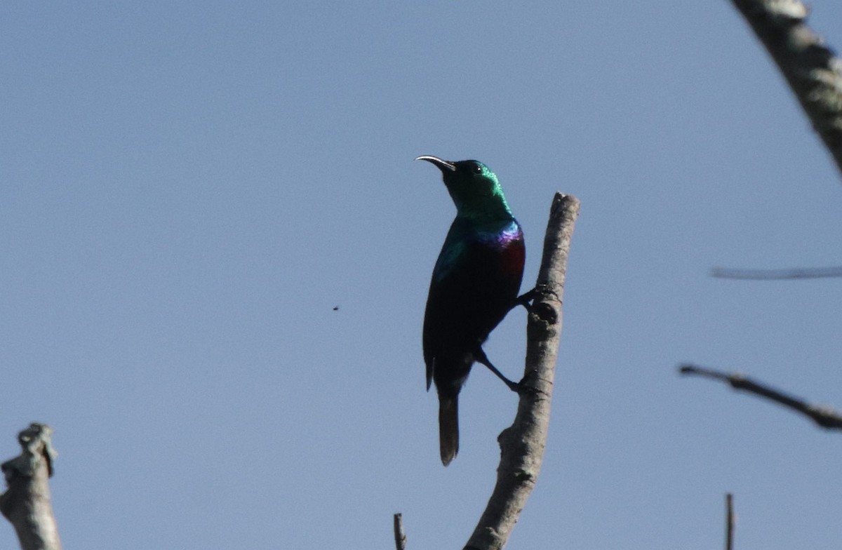Purple-banded Sunbird - ML633913960