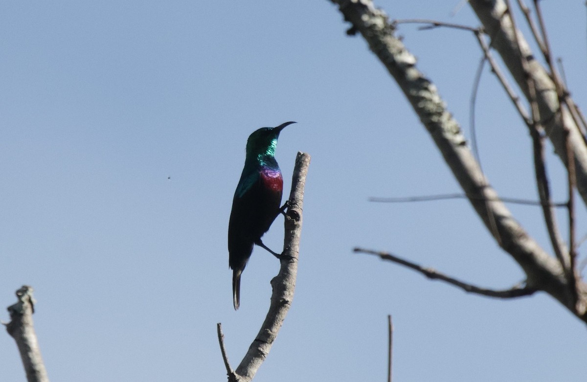 Purple-banded Sunbird - ML633913961