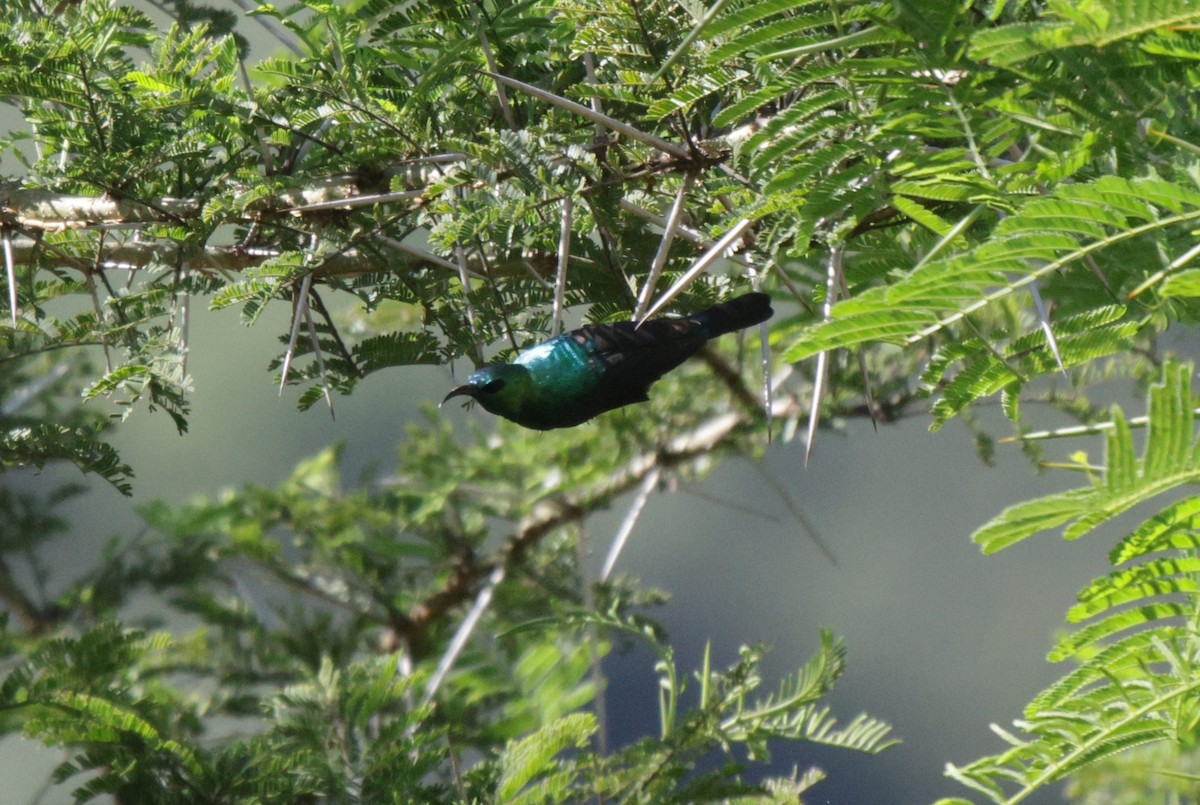 Purple-banded Sunbird - ML633913962