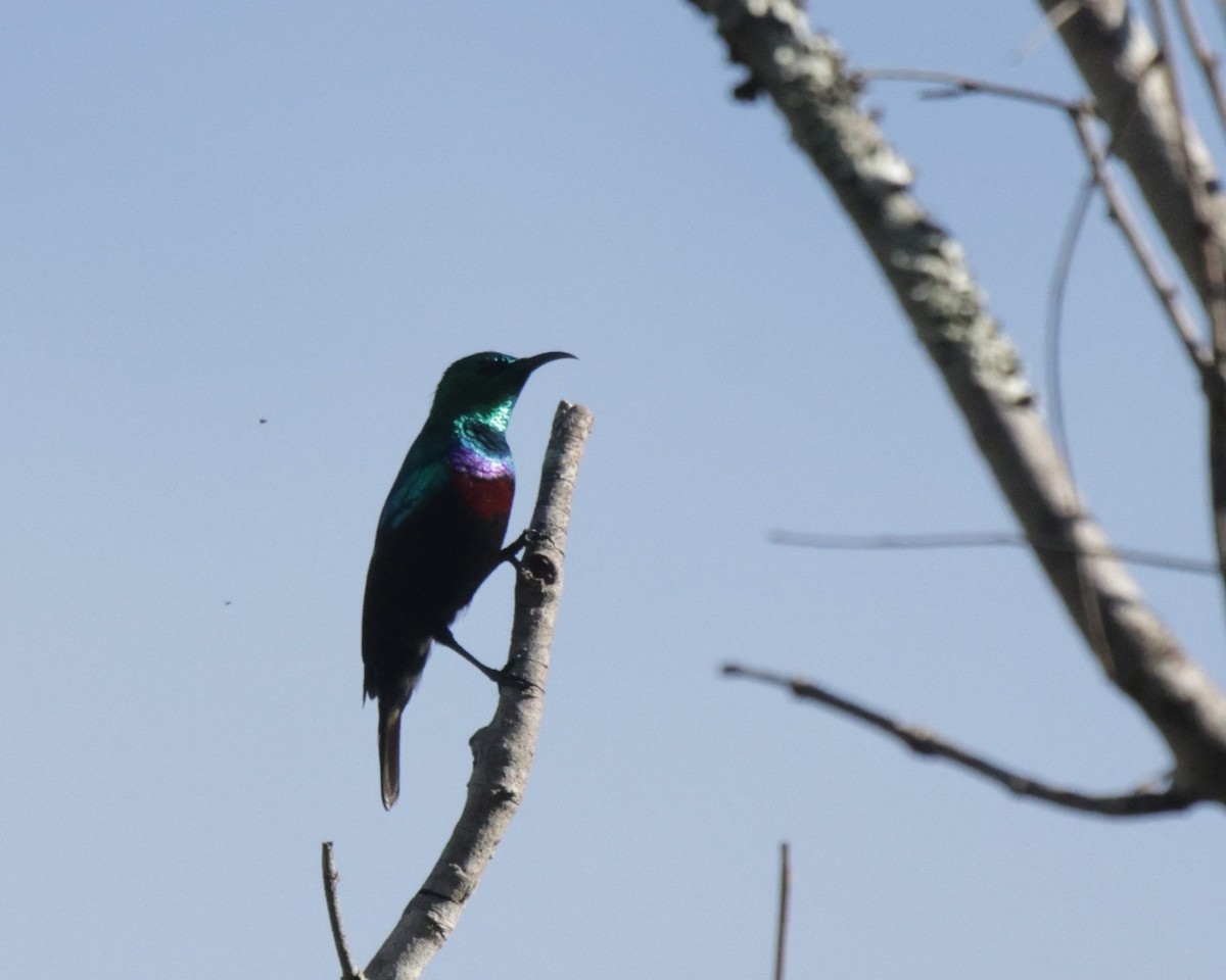 Purple-banded Sunbird - ML633913963