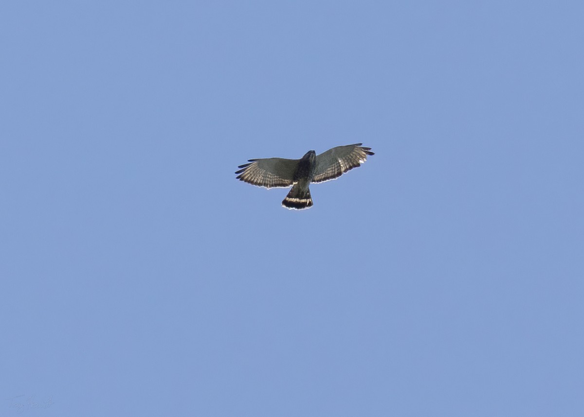 Broad-winged Hawk - ML633913974