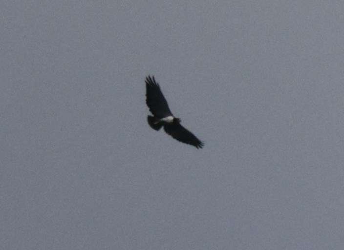 Augur Buzzard - ML633913975