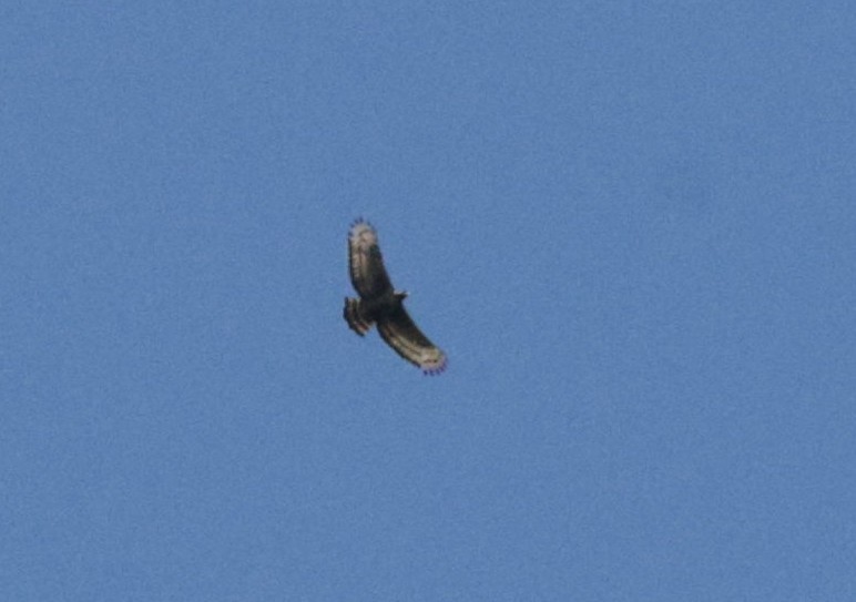 Crowned Eagle - ML633914018