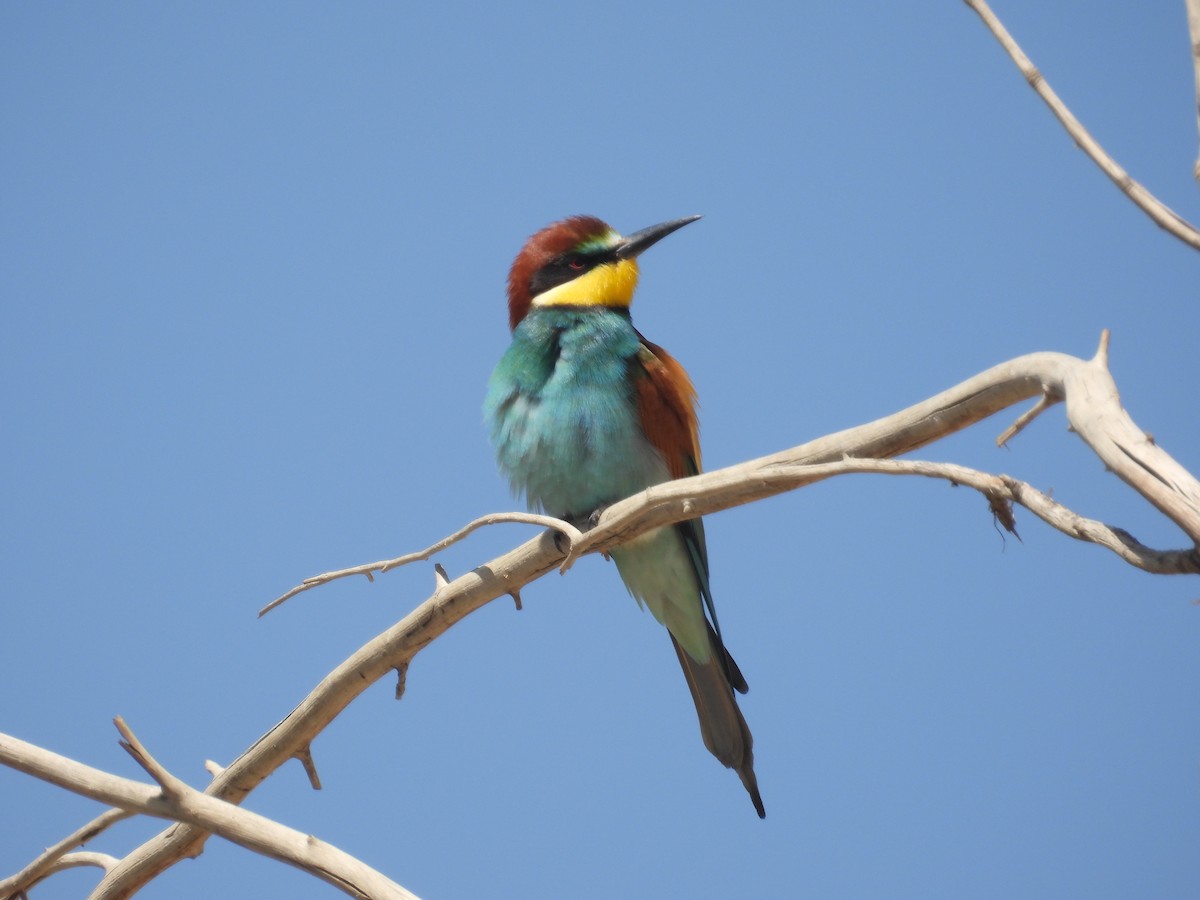 European Bee-eater - ML633914019