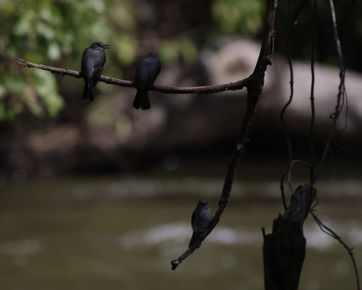 Cassin's Flycatcher - ML633914088