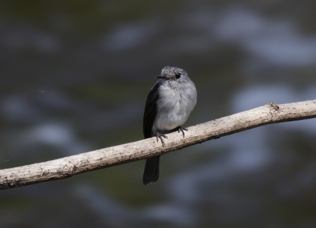Cassin's Flycatcher - ML633914089