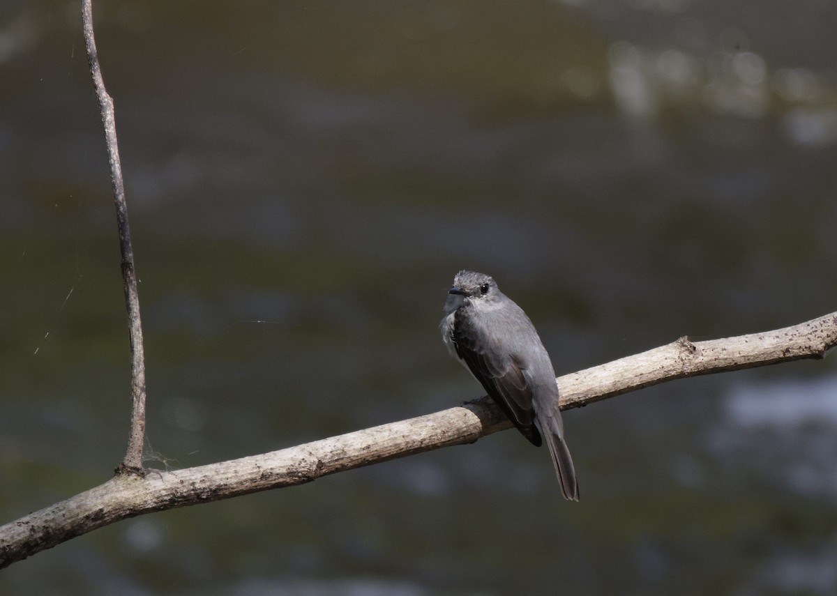 Cassin's Flycatcher - ML633914091
