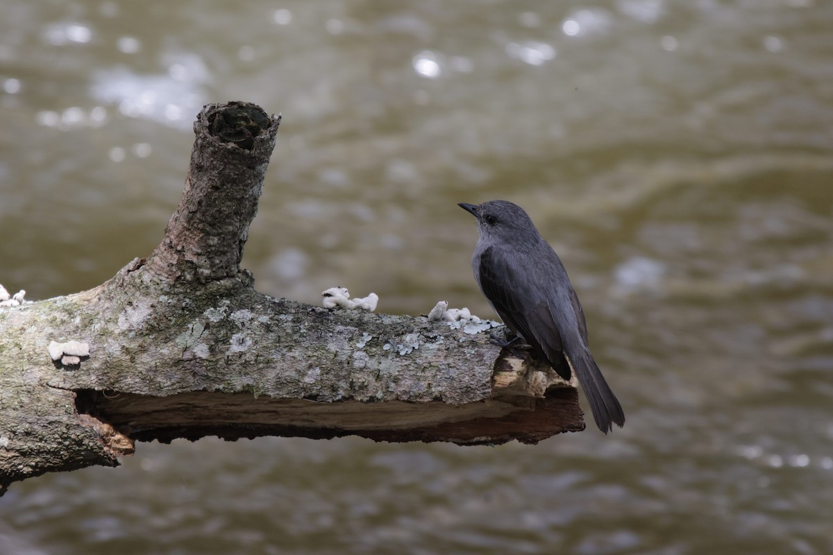 Cassin's Flycatcher - ML633914092