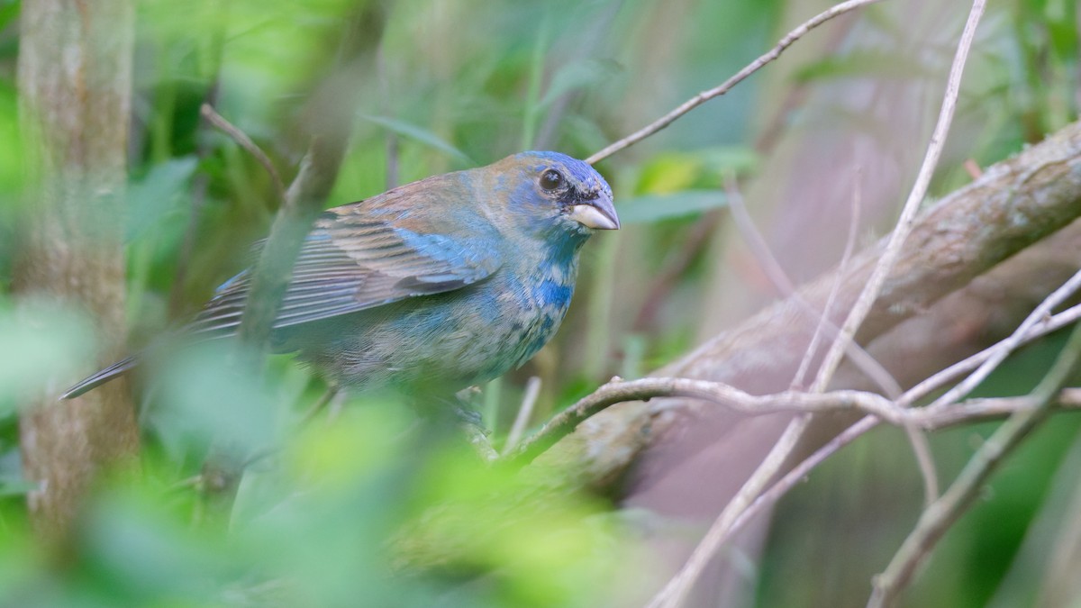 Indigo Bunting - ML633914219