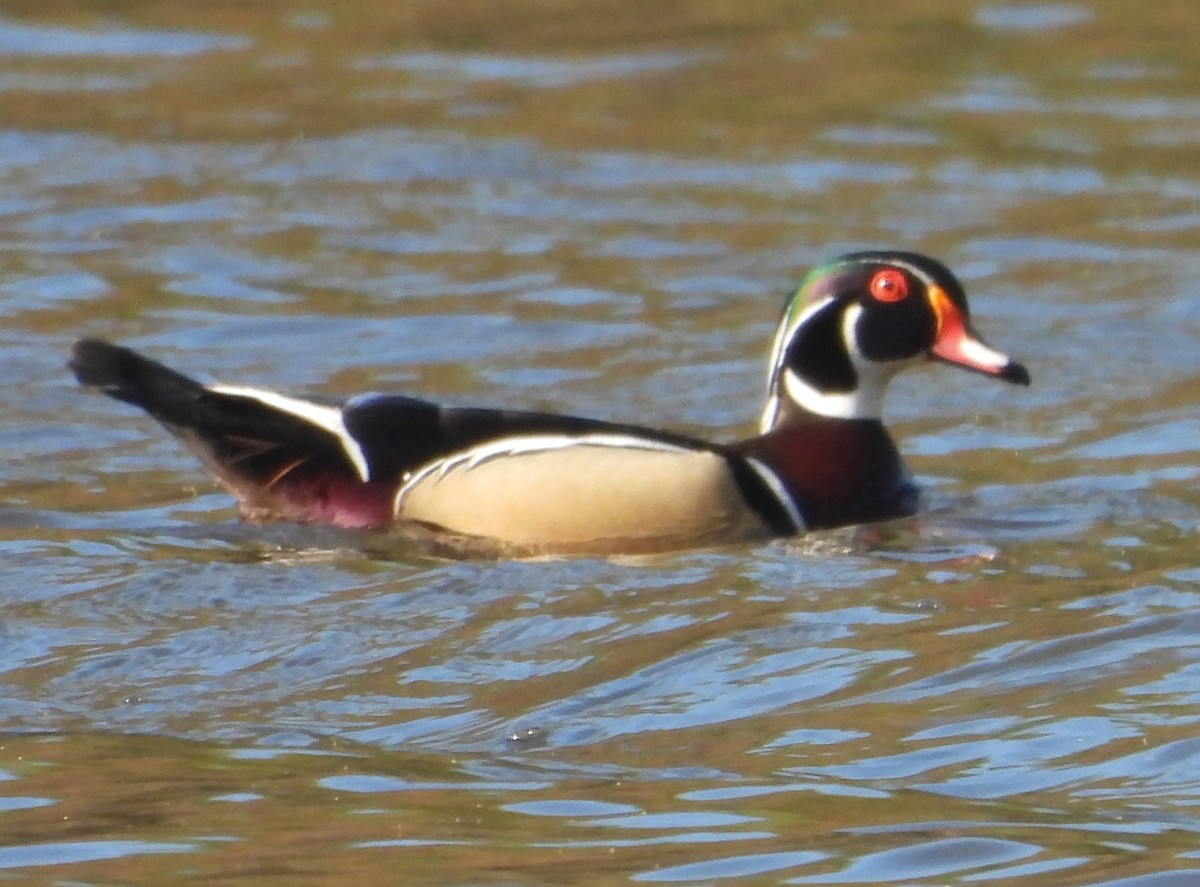 Wood Duck - ML633914327