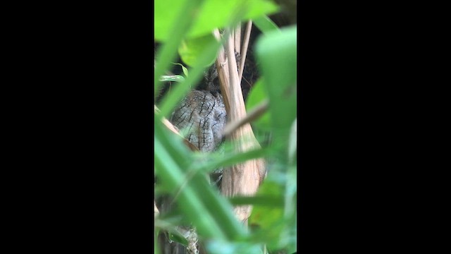 Tropical Screech-Owl - ML633914379