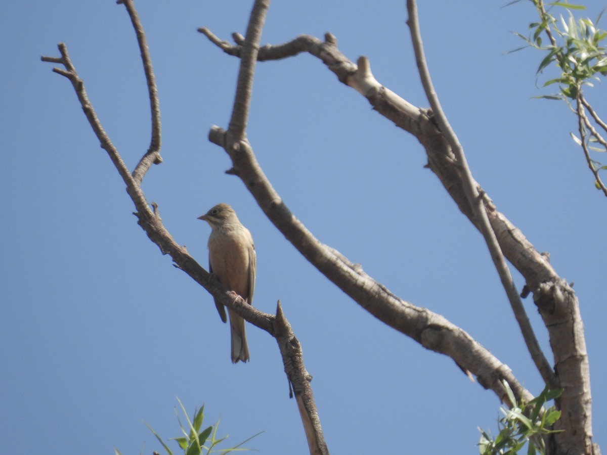 Ortolan Bunting - ML633914452