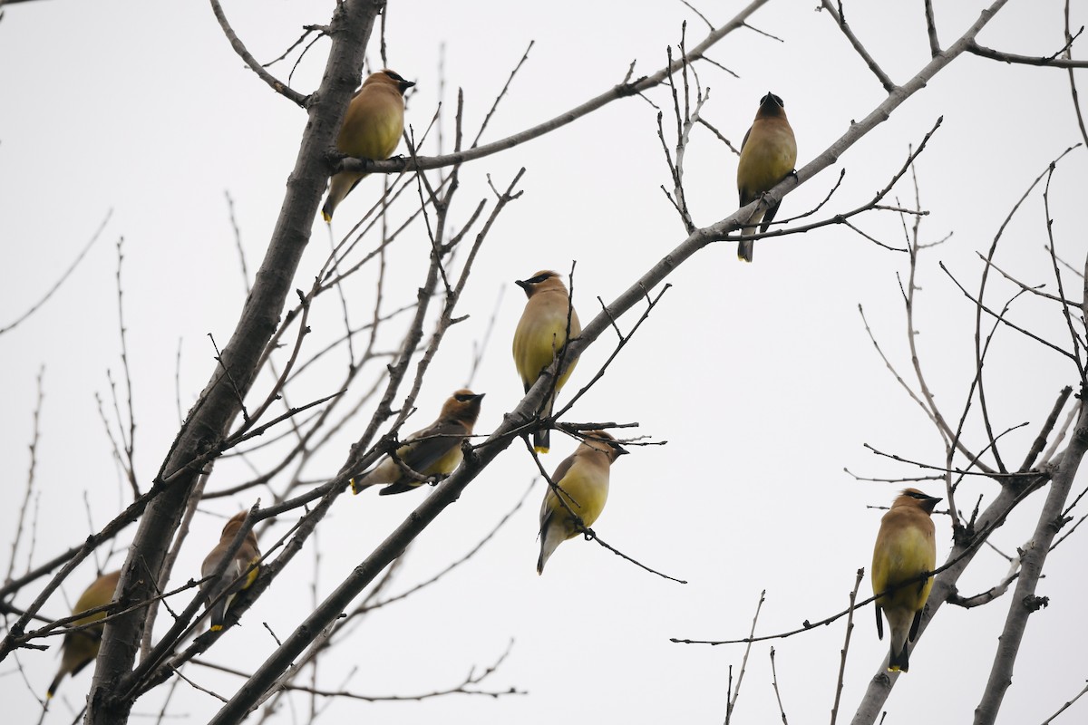Cedar Waxwing - ML633914477