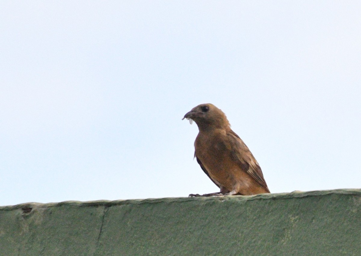 Palm Tanager - ML633914591