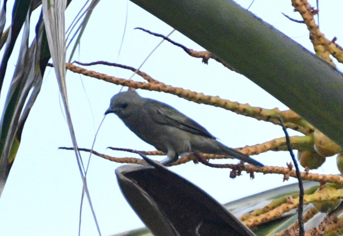 Palm Tanager - ML633914592
