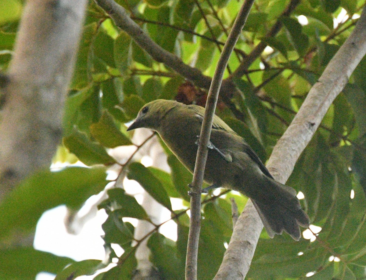 Palm Tanager - ML633914594