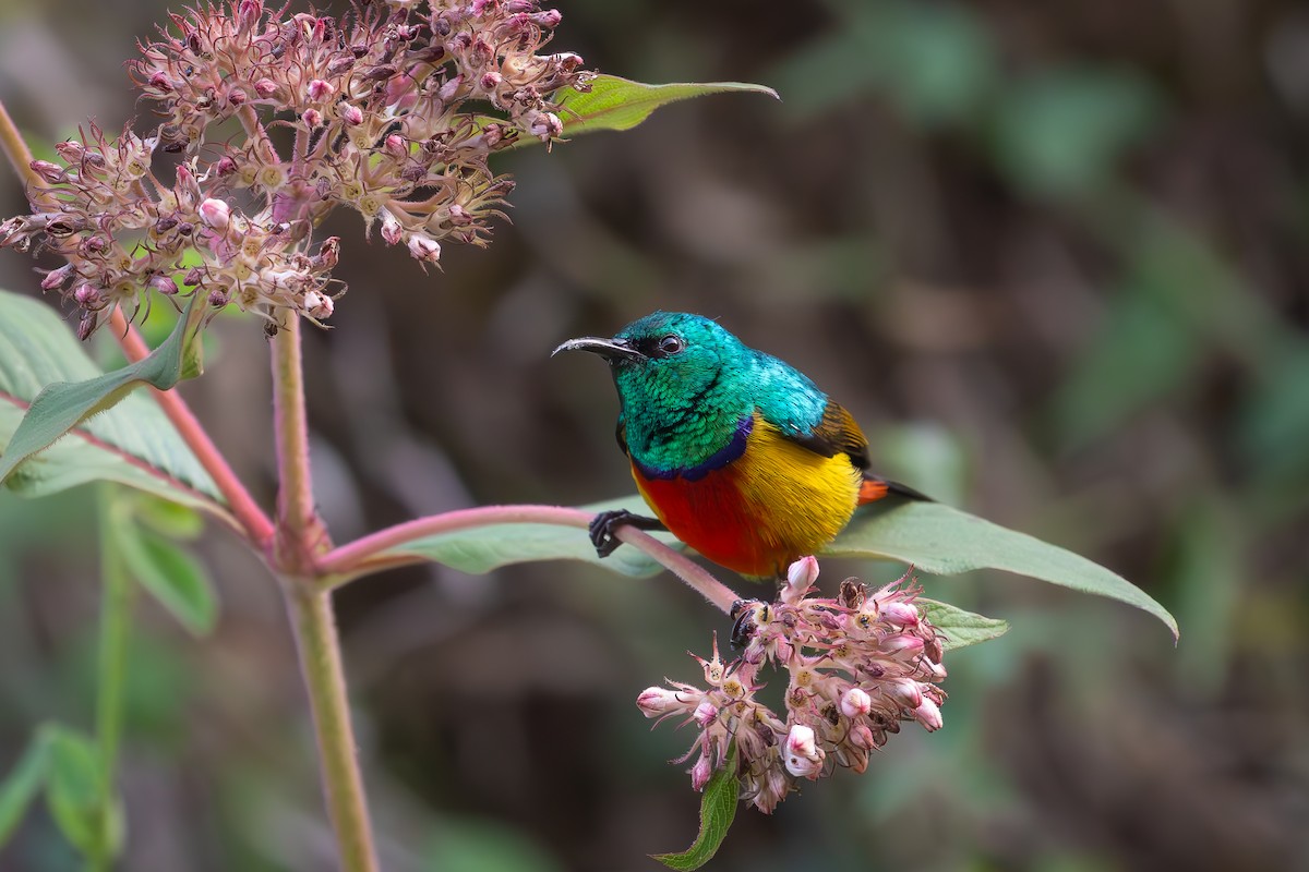 Regal Sunbird - ML633914618