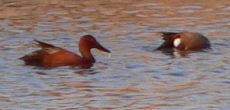 Cinnamon Teal - ML633914627
