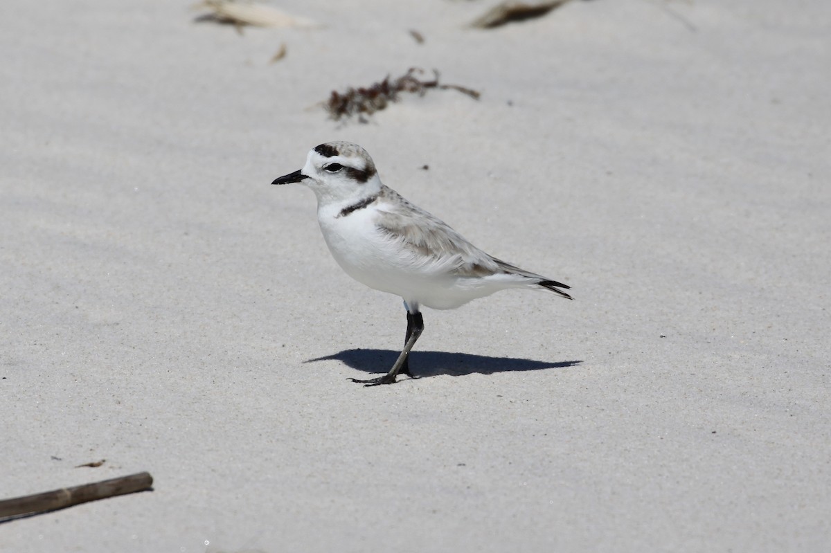 Snowy Plover - ML633914637