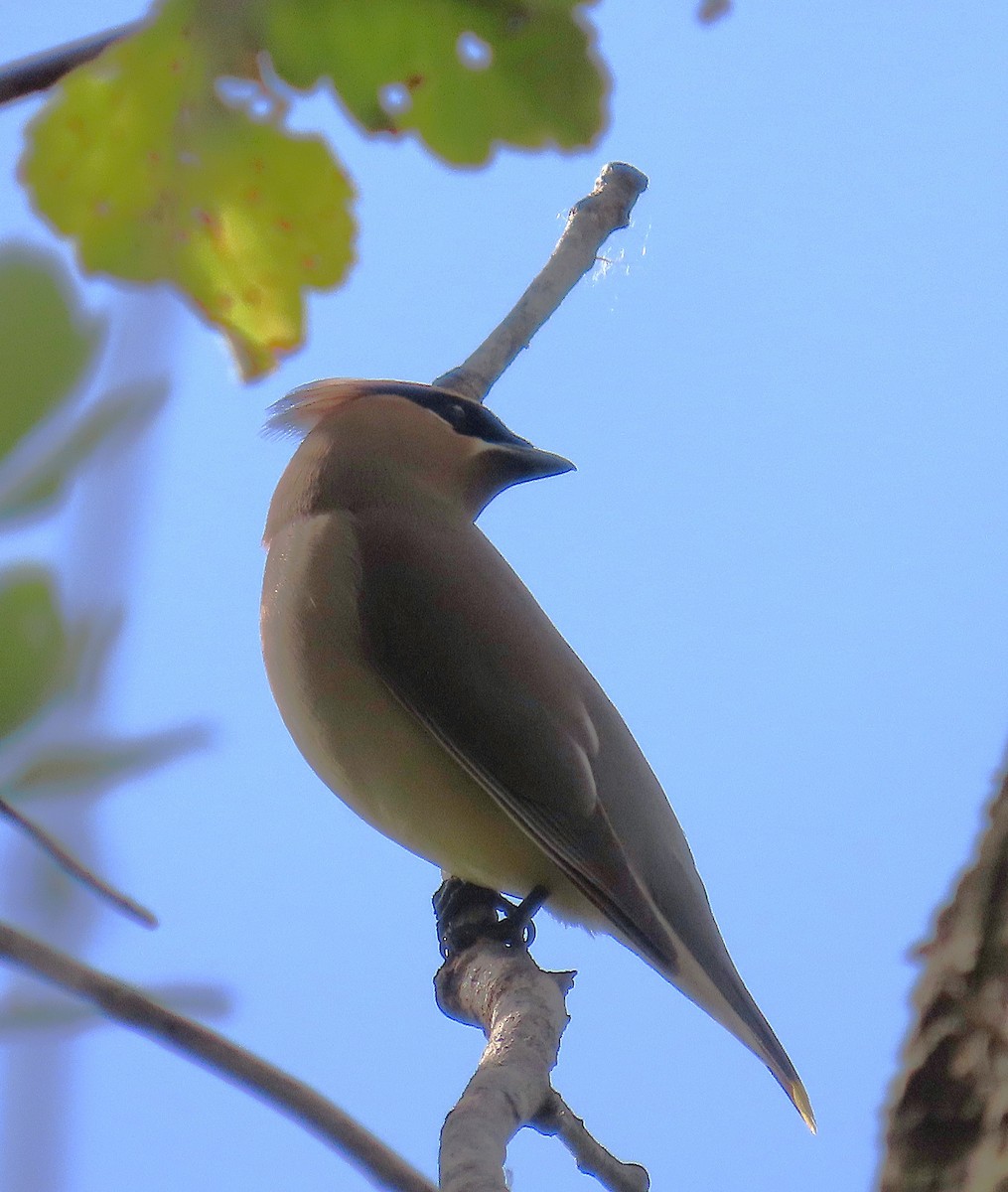Cedar Waxwing - ML633914650