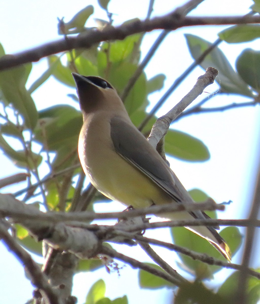 Cedar Waxwing - ML633914652