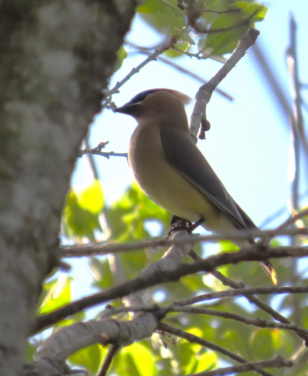 Cedar Waxwing - ML633914653