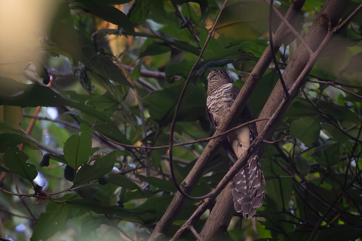 Barred Long-tailed Cuckoo - ML633914658