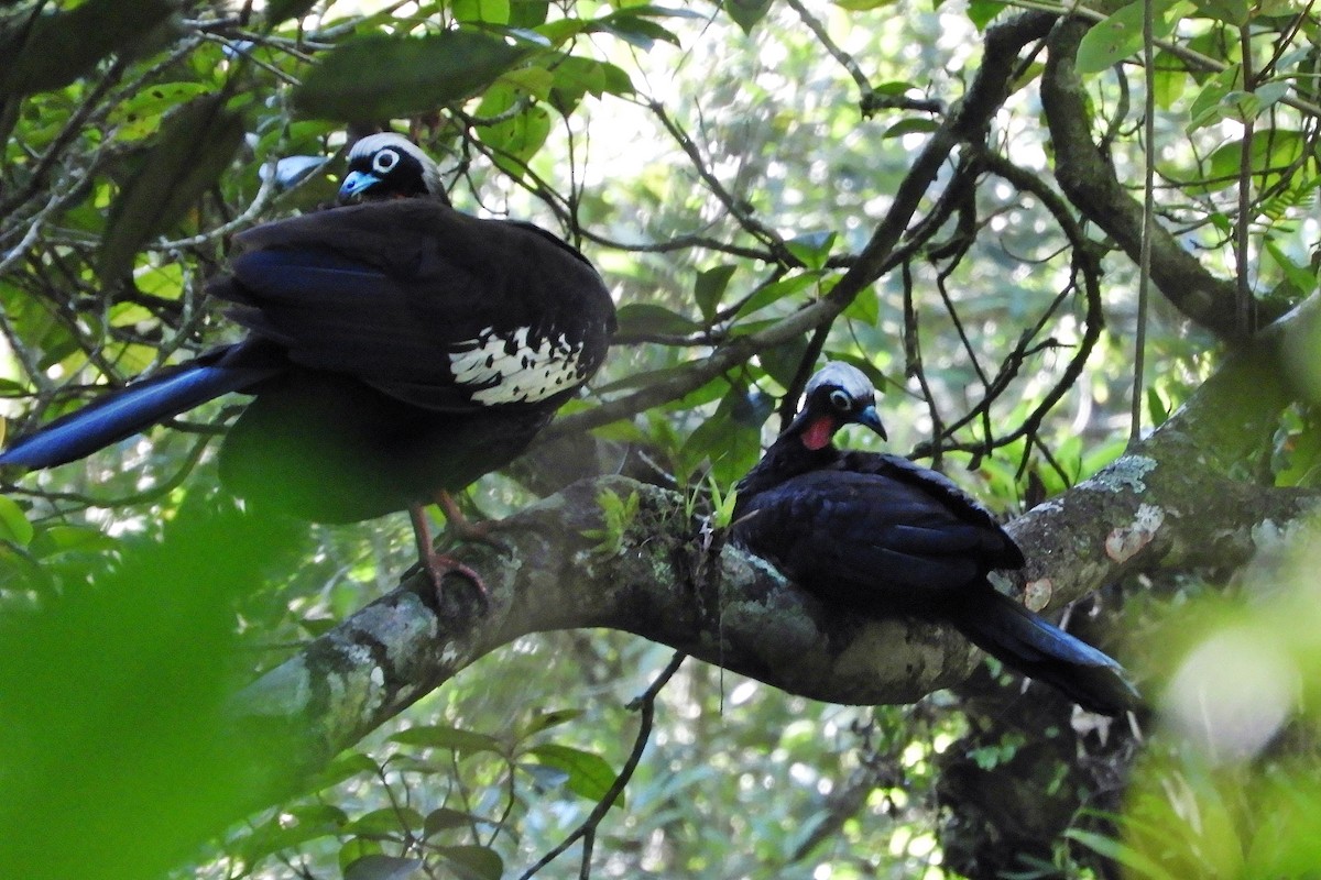 Black-fronted Piping-Guan - ML633914661