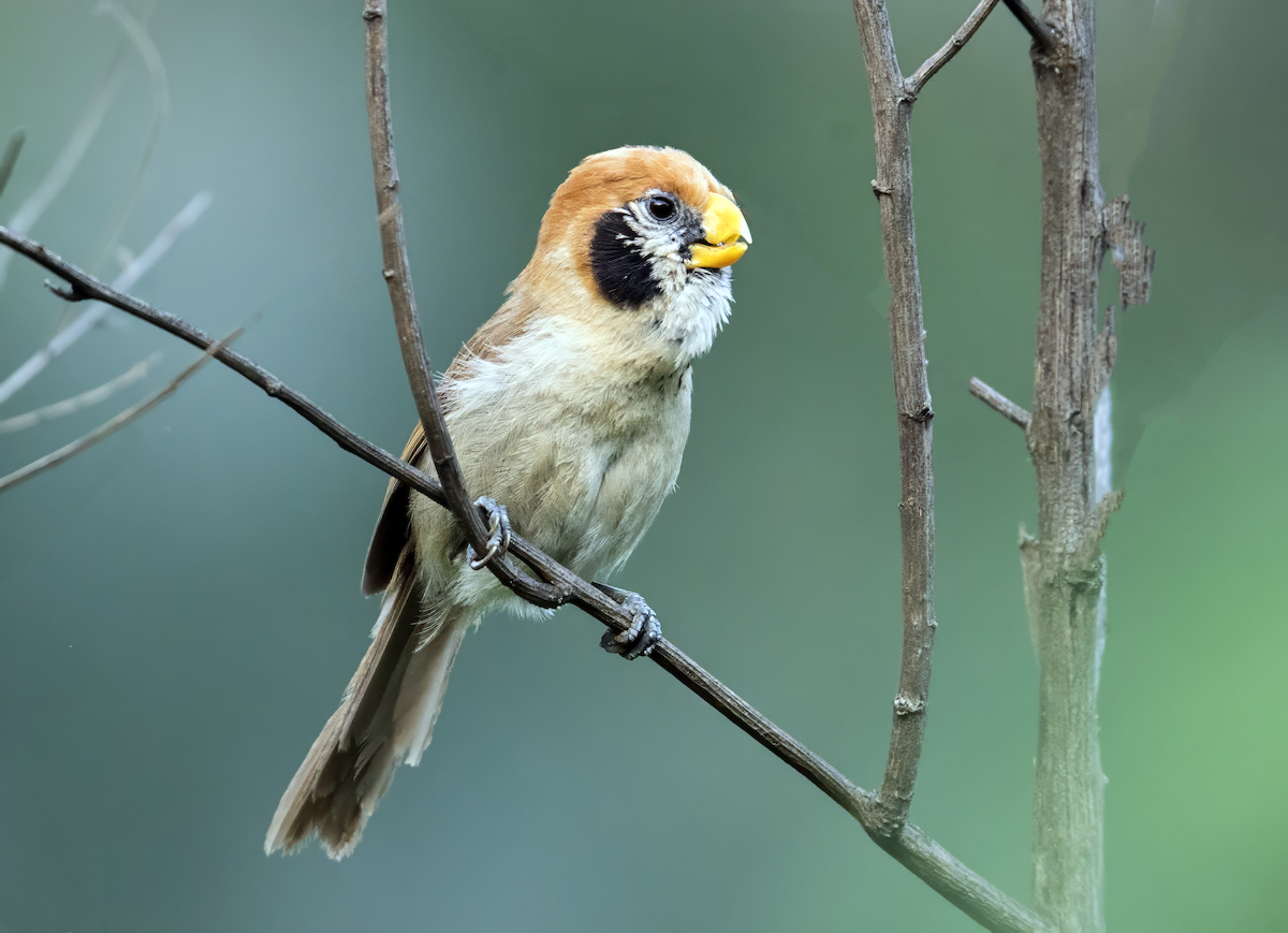 Spot-breasted Parrotbill - ML633914700