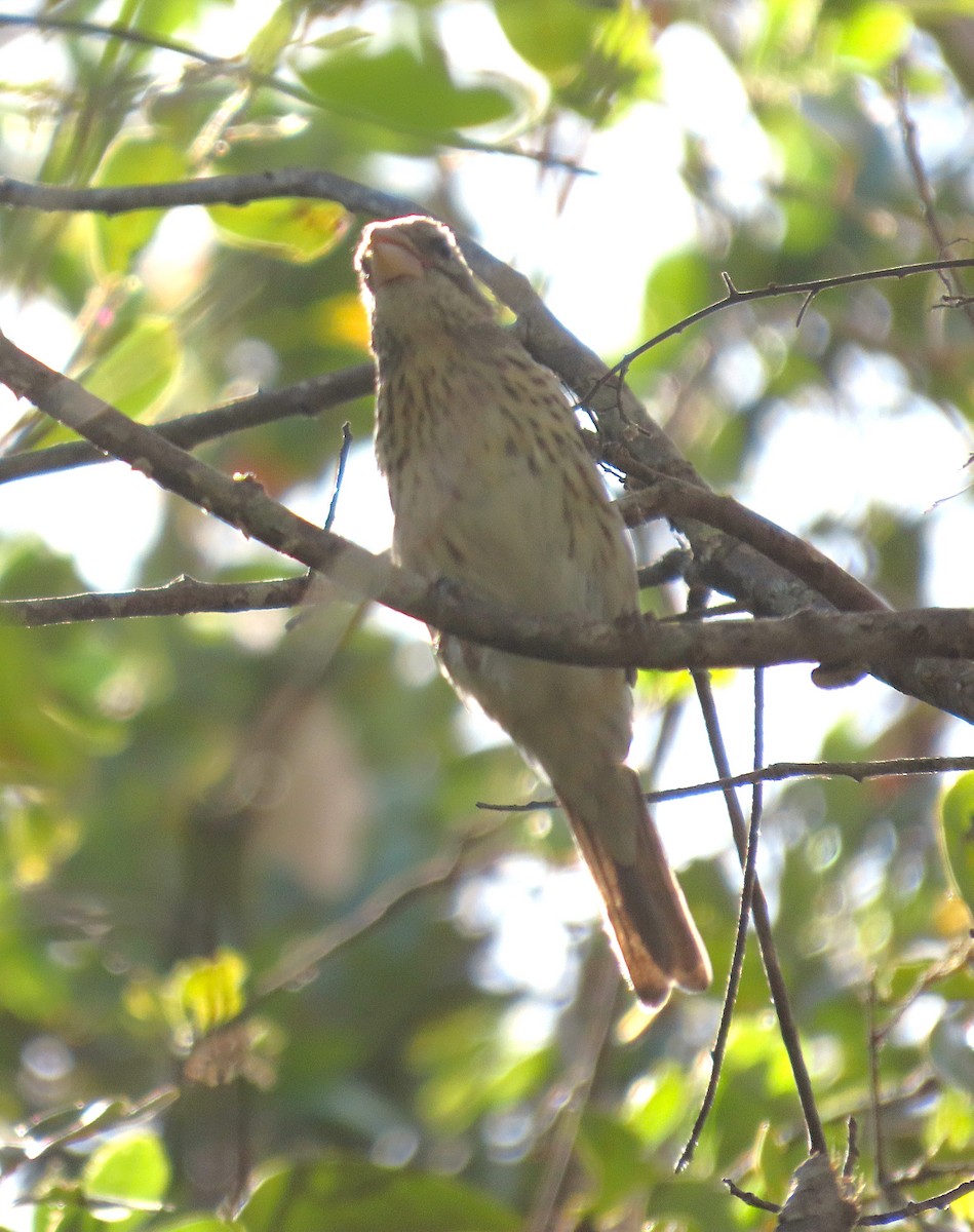 Rose-breasted Grosbeak - ML633914703