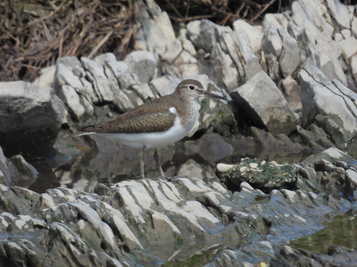 Common Sandpiper - ML633914722