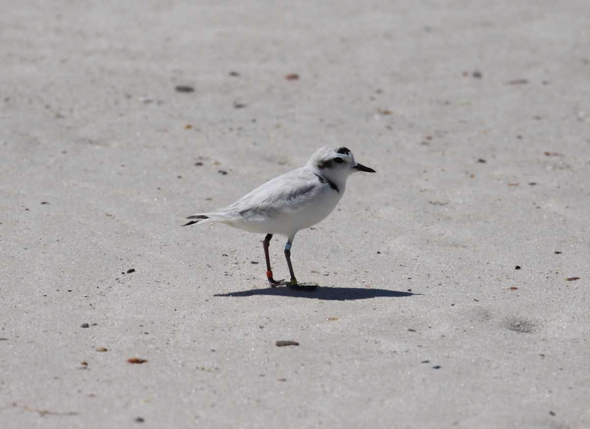 Snowy Plover - ML633914788