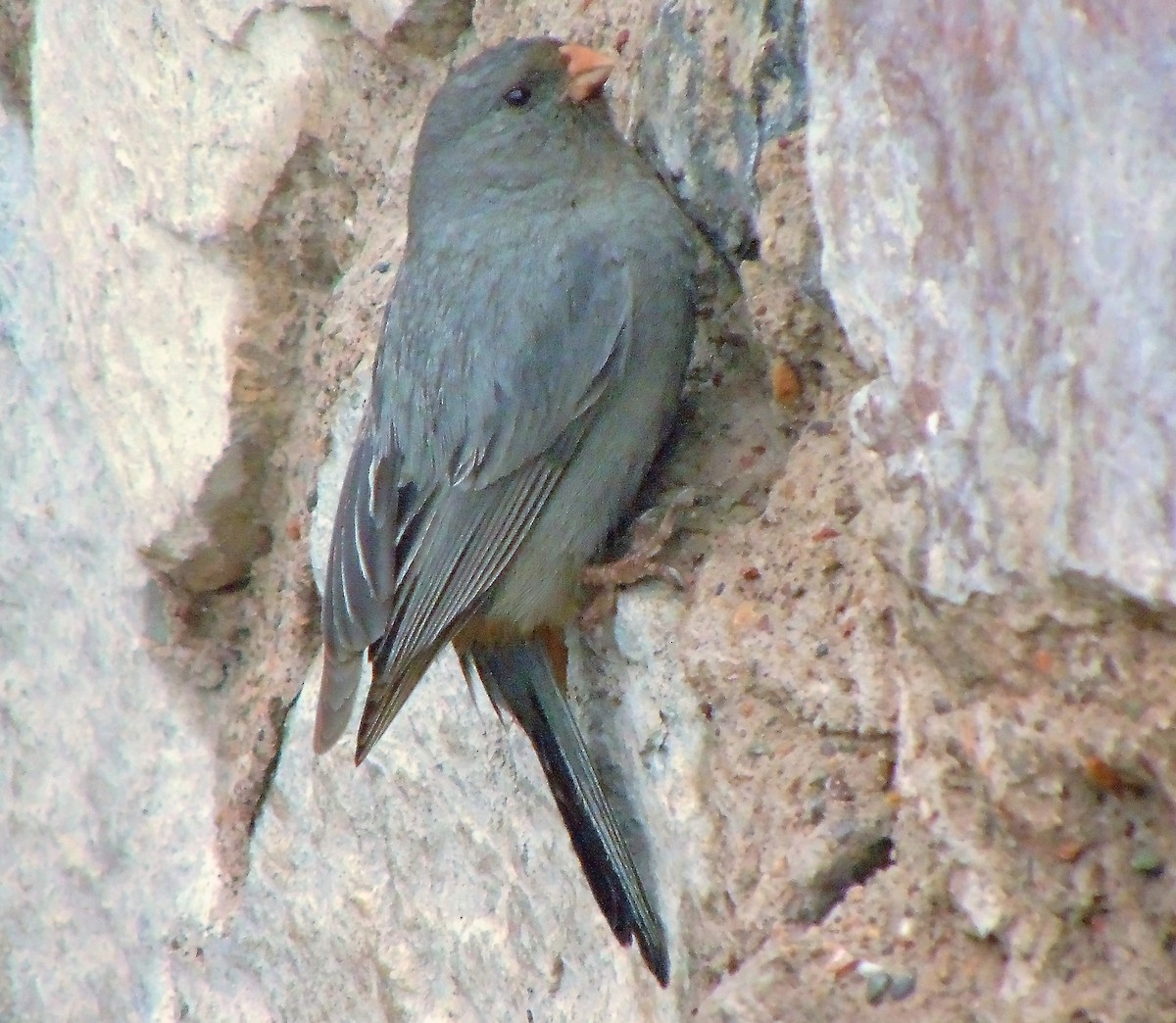 Plain-colored Seedeater - ML633914809