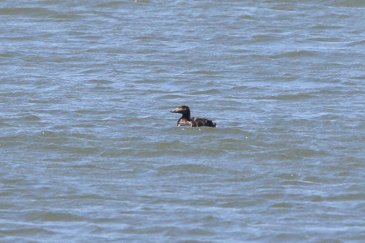 White-winged Scoter - ML633914848