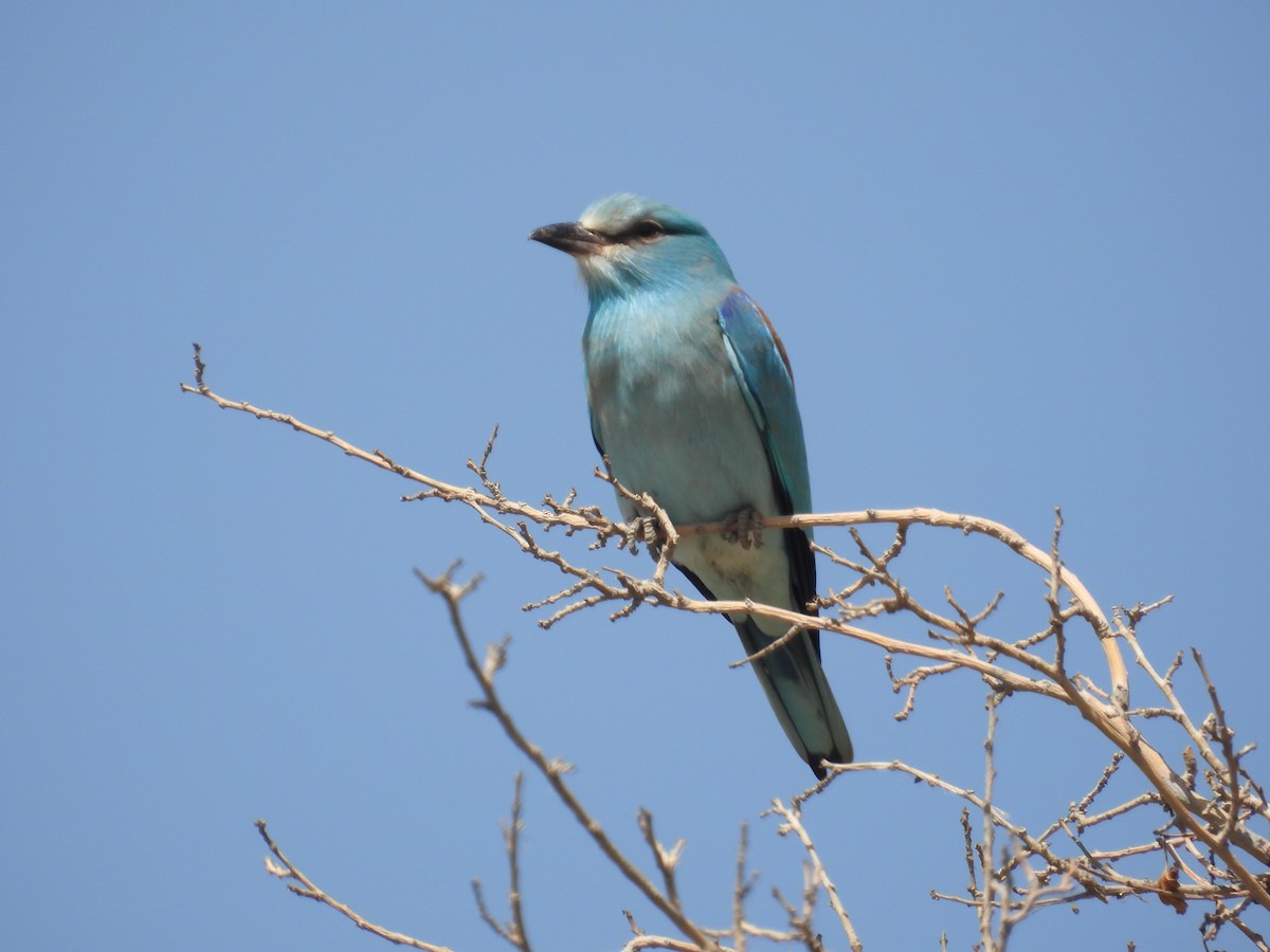 European Roller - ML633914921
