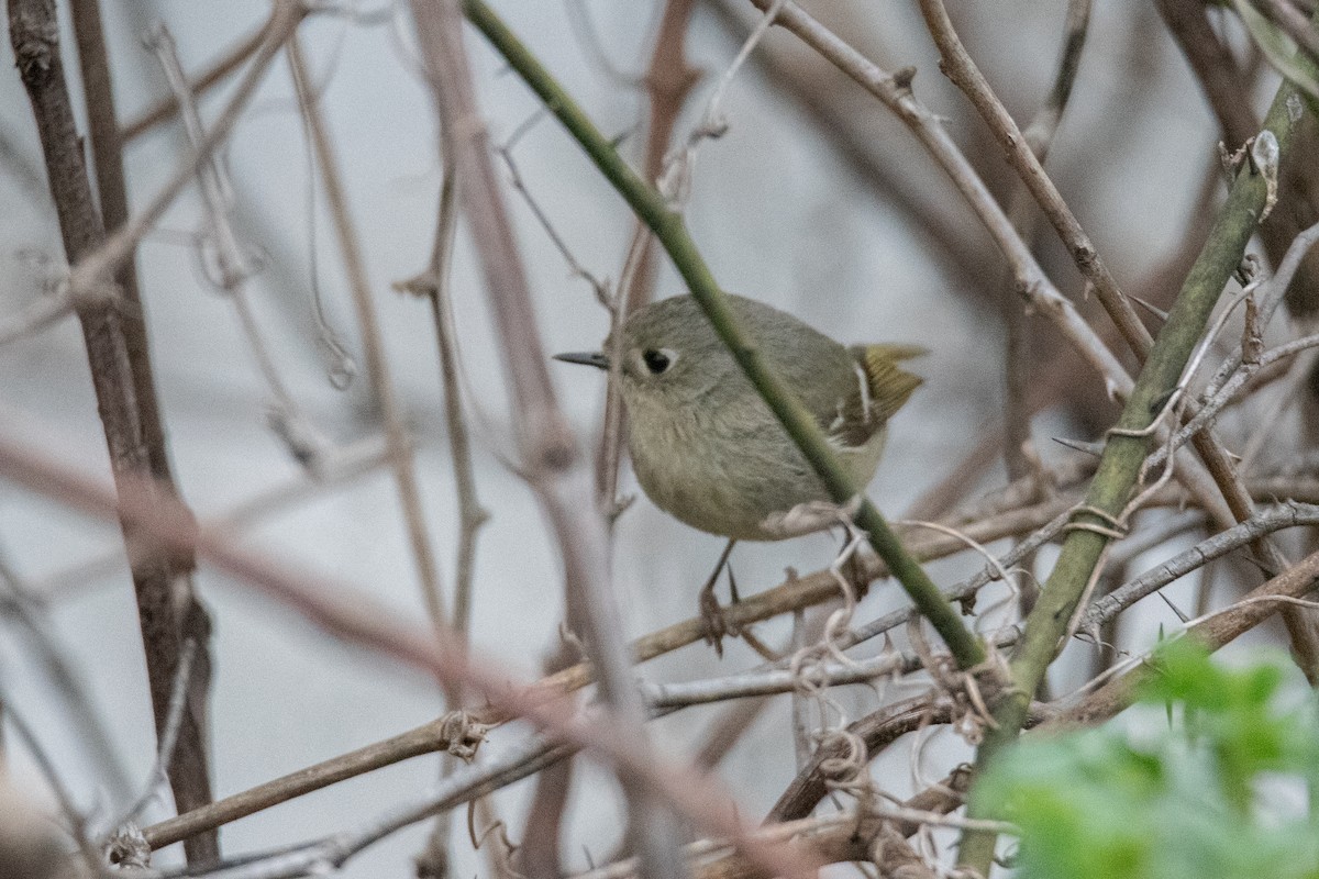 Ruby-crowned Kinglet - ML633915012
