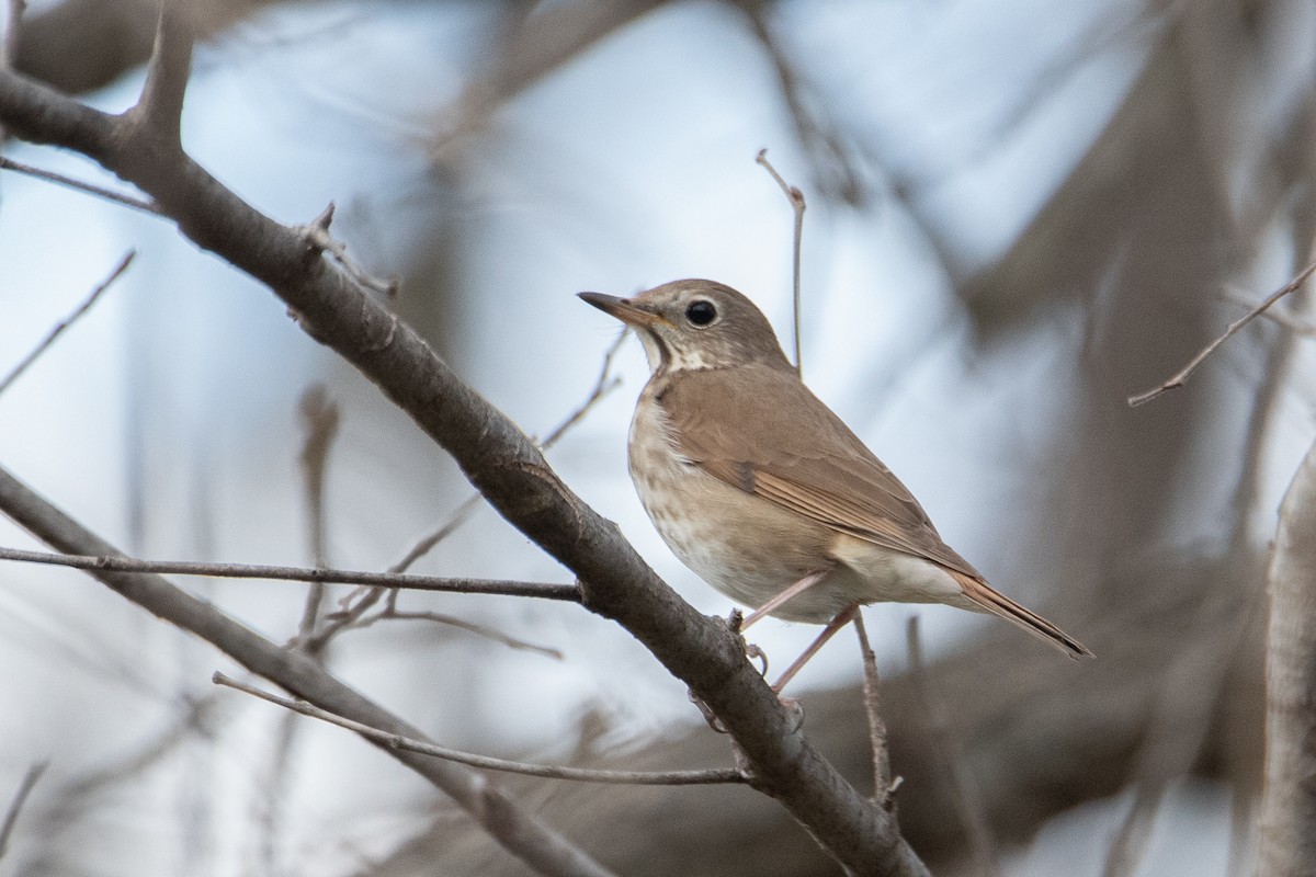 Hermit Thrush - ML633915068